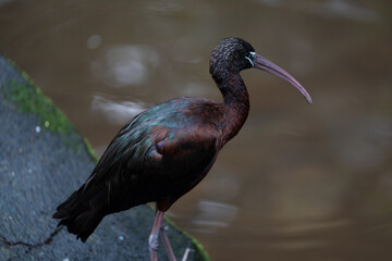 A bird with a long beak is standing in a body of water