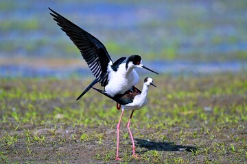 white stork in the grass