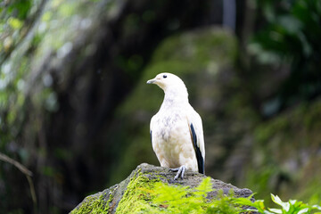 A white bird is perched on a mossy rock