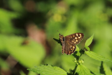 Speckled wood butterfly (Pararge aegeria) sitting on a green plant in spring. Speckled wood butterfly male, sitting motionless on a leaf. With spread wings, closeup. Blurred natural green background