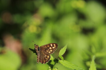 Speckled wood butterfly (Pararge aegeria) sitting on a green plant in spring. Speckled wood butterfly male, sitting motionless on a leaf. With spread wings, closeup. Blurred natural green background