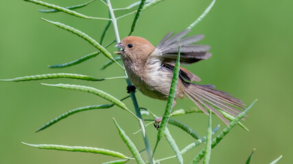 robin on a branch