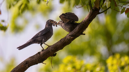 bird on a branch