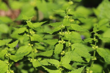 Spring in the wild in the woods yellow deaf nettle (Lamium galeobdolon) blooms

