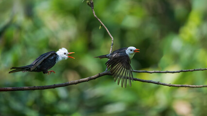 black capped kingfisher