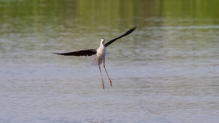 great blue heron ardea cinerea