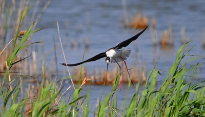 black crowned night heron