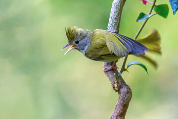 kingfisher on branch