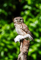 great horned owl