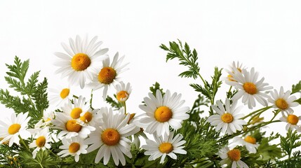 Obraz premium Delicate Chamomile Daisies with Green Foliage in Beautiful Arrangement