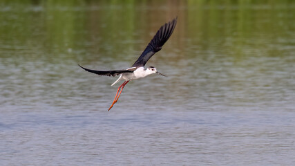 white stork in flight