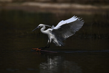 great blue heron ardea cinerea