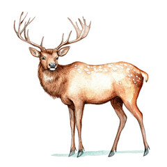 Isolated elk illustration with detailed antlers and spotted coat on a Transparent background