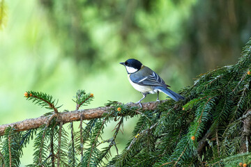Mésange charbonnière perchée sur une branche de sapin