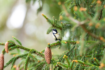 Mésange charbonnière perchée sur une branche de sapin