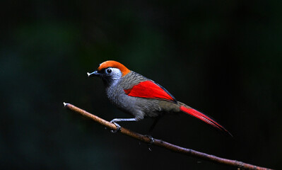 red headed woodpecker on branch