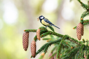 Mésange charbonnière perchée sur une branche de sapin