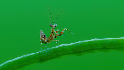 Fototapeta premium spider on a web