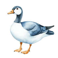 Obraz premium Isolated Illustration of a Goose with Elegant Feathers and Unique Color Patterns on a Transparent background