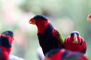 A colorful bird with a yellow beak stands on a branch