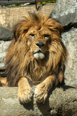 Obraz premium オスライオン