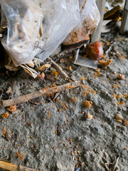 Red ants swarming over discarded plastic waste and organic debris on concrete ground, symbolizing environmental pollution and nature's resilience in urban decay