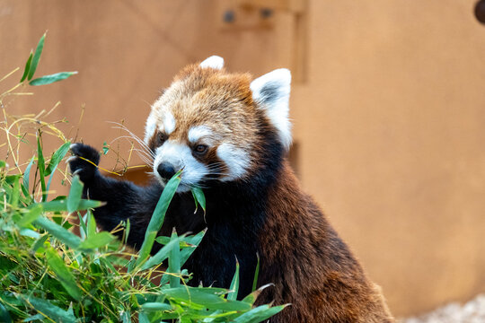 笹の葉を食べるレッサーパンダ