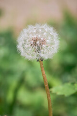 Fototapeta premium dandelion seed head