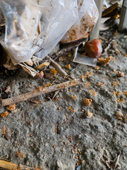 Red ants swarming over discarded plastic waste and organic debris on concrete ground, symbolizing environmental pollution and nature's resilience in urban decay