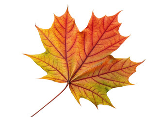 Obraz premium Vibrant maple leaf displays beautiful blend of red, orange, and green hues with detailed veins creating stunning natural pattern