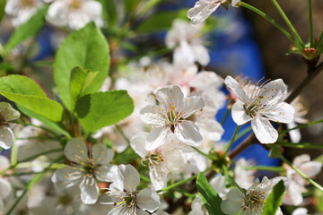 Close-up of delicate white cherry blossoms unfurling on a branch with green leaves against a...