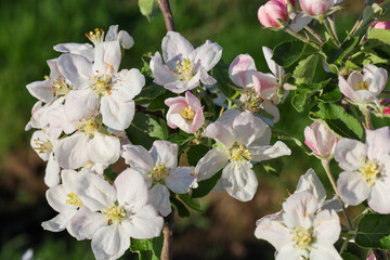 Delicate white and pink apple blossoms bloom against a background of green leaves and blurred garden greenery. Spring flowering of a fruit tree on a sunny day.
