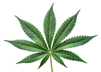 Vibrant green cannabis leaf with detailed veins and serrated edges, showcasing natural beauty of cannabis plant leaf in bright light
