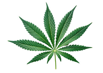 Cannabis leaf isolated on transparency background showing detailed green texture and natural shape of plant leaf in vibrant and fresh appearance