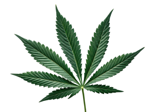 Cannabis leaf with green serrated edges and pointed tips isolated on transparency background showing natural texture and veins