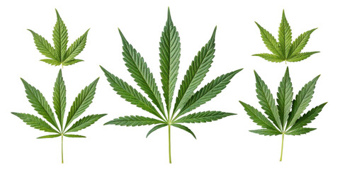 Cannabis leaf collection showing various green leaf shapes with natural texture and vibrant color in clear isolated background