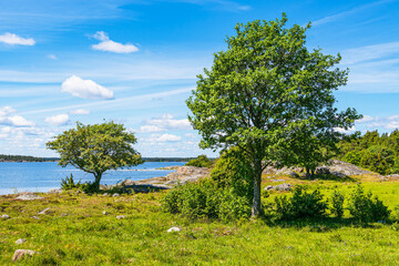 Ostseeküste mit Bäumen auf der Insel Sladö in Schweden
