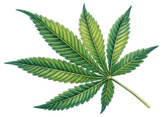Cannabis leaf with detailed green texture and natural veins showing fresh and vibrant appearance in botanical style illustration