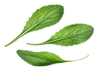 Fototapeta premium Fresh culantro leaf with vibrant green color and textured surface perfect for culinary use and adding flavor to dishes