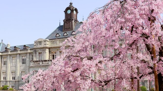 文翔館とシダレザクラ　