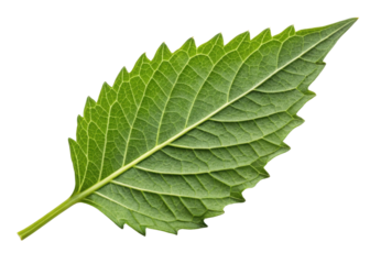 Fresh epazote leaf with serrated edges and visible veins isolated on transparency background showing natural texture and vibrant green color