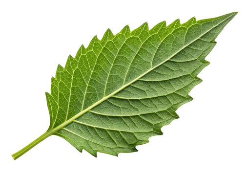 Fresh epazote leaf with serrated edges and visible veins isolated on transparency background showing natural texture and vibrant green color