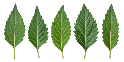 Epazote leaf collection with fresh green texture and serrated edges perfect for culinary and medicinal use in natural health