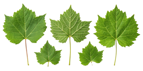 Green grape leaf collection with detailed veins and natural texture isolated on transparency background showing fresh grape leaf shapes