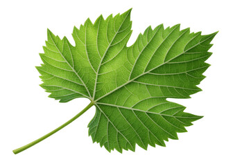 Green grape leaf with detailed veins and serrated edges isolated on transparency background showing natural texture and vibrant color