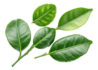 Fresh kaffir lime leaf collection with vibrant green color and glossy texture perfect for cooking and aromatic use in various dishes