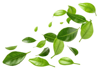 Naklejka premium Fresh kaffir lime leaf with vibrant green color floating isolated on transparency background for natural and healthy concept