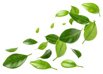 Fresh kaffir lime leaf with vibrant green color floating isolated on transparency background for natural and healthy concept