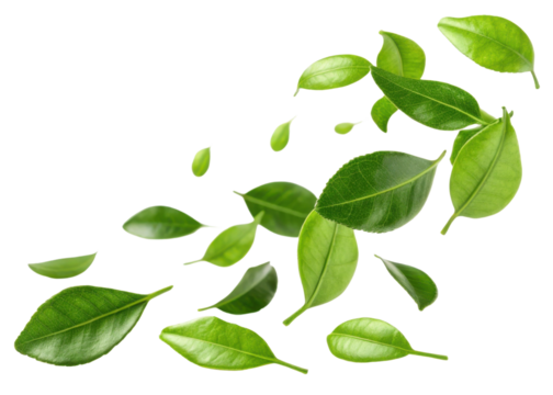 Fresh kaffir lime leaf with vibrant green color floating isolated on transparency background for natural and healthy concept