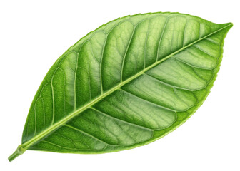 Obraz premium Green leaf with detailed veins and fresh texture resembling lemon tree leaf glowing with natural light and vibrant color